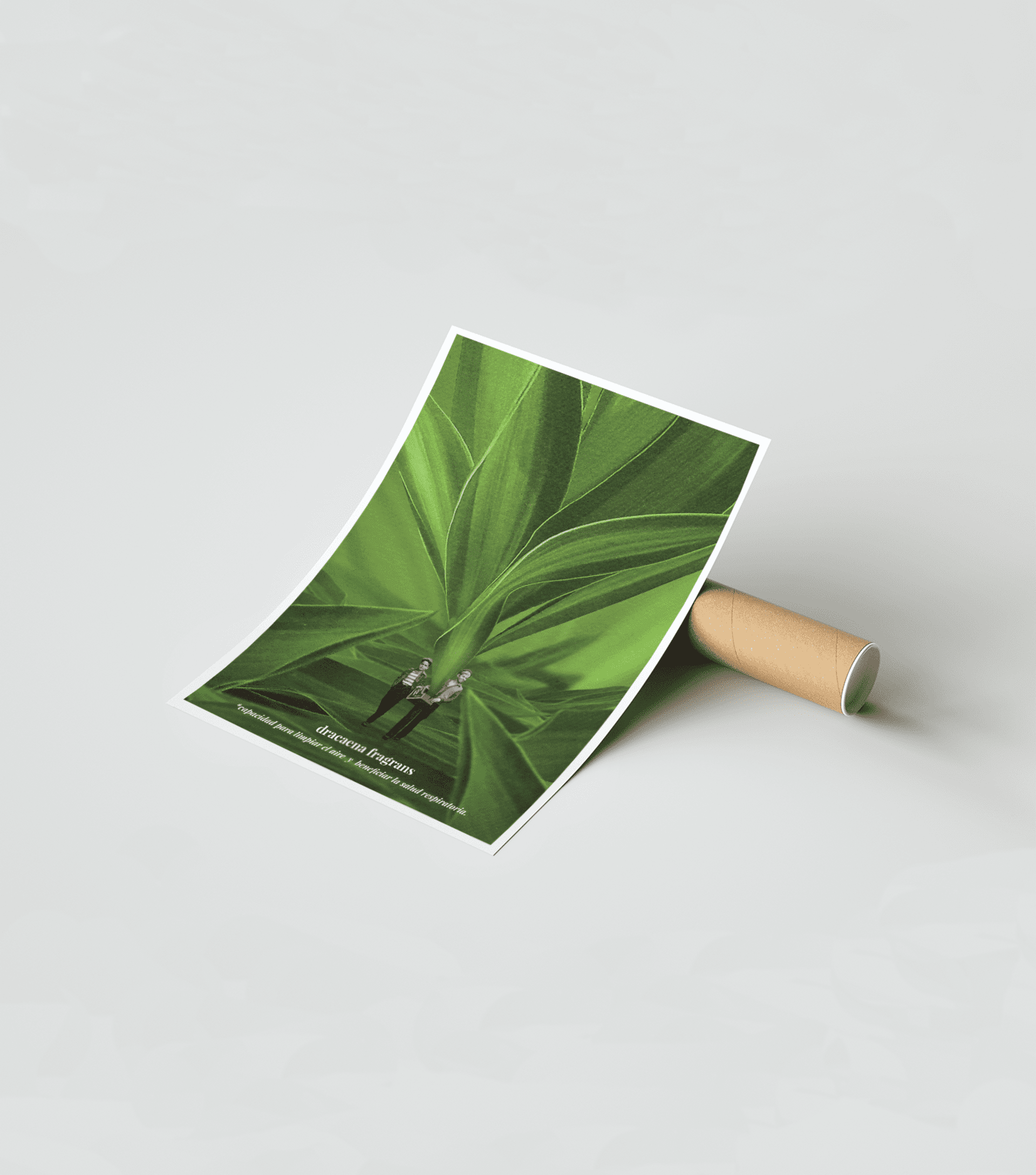 dracaena fragans - 2