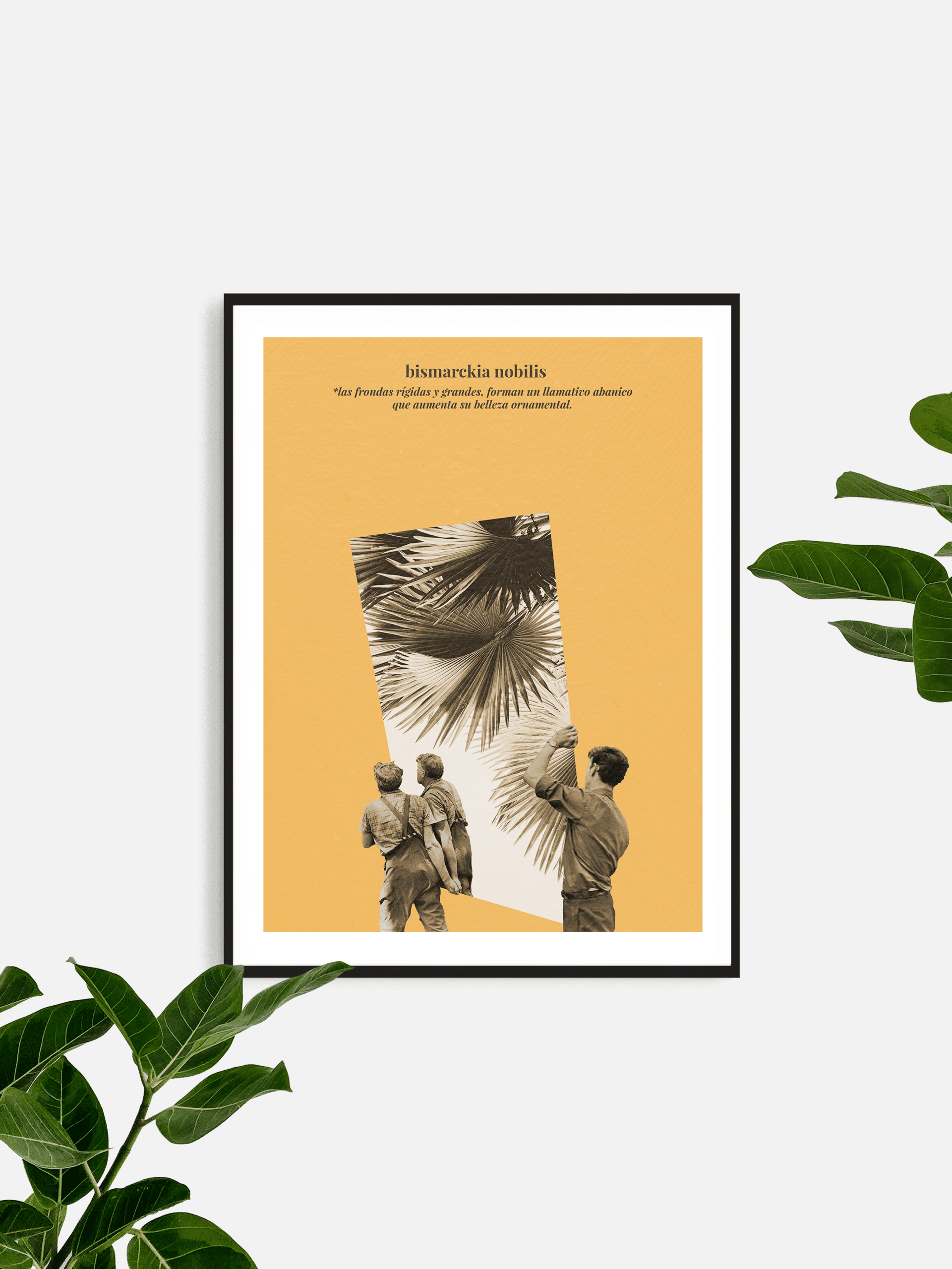 bismarckia nobilis - 2