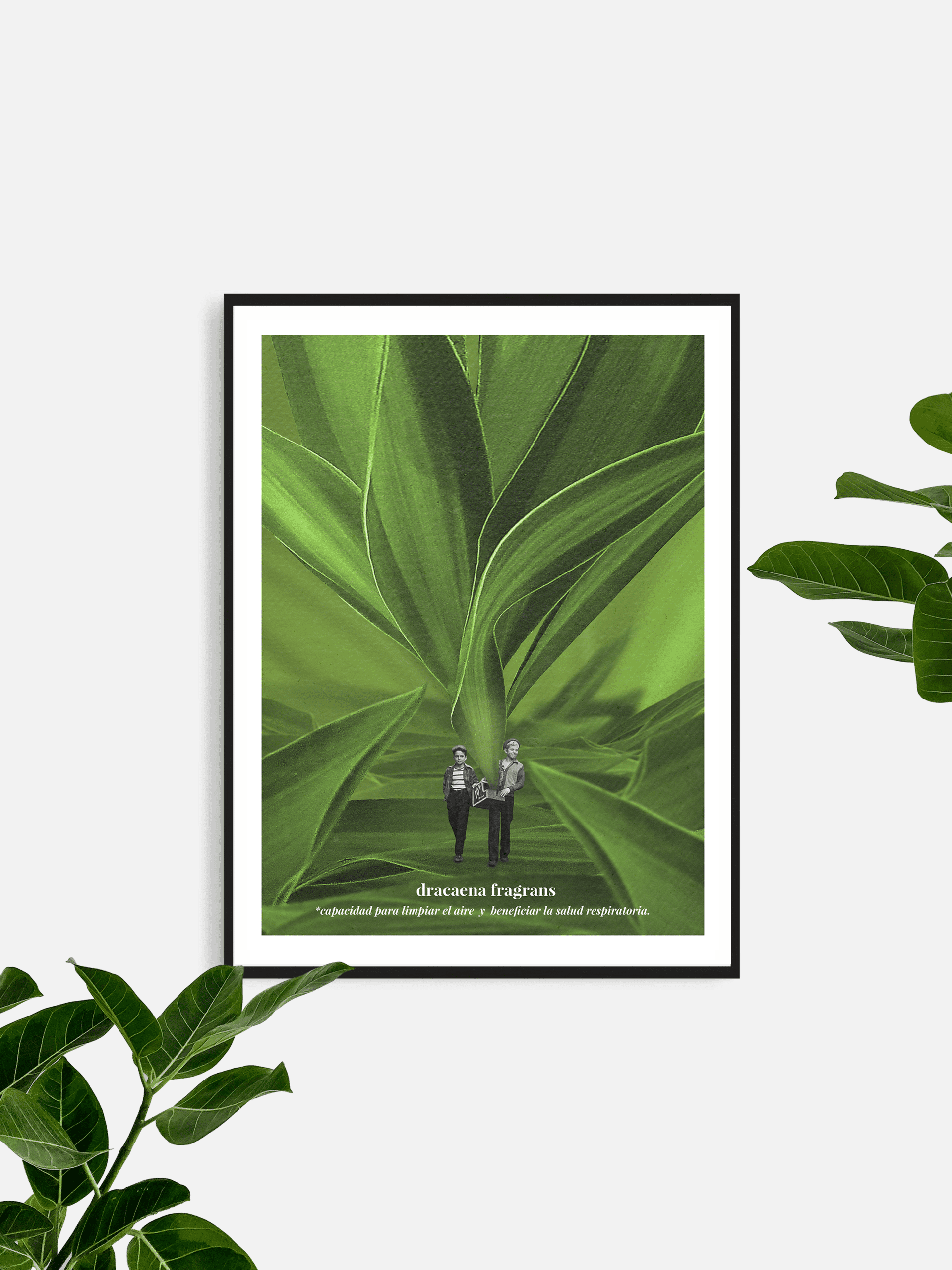 dracaena fragans - 3