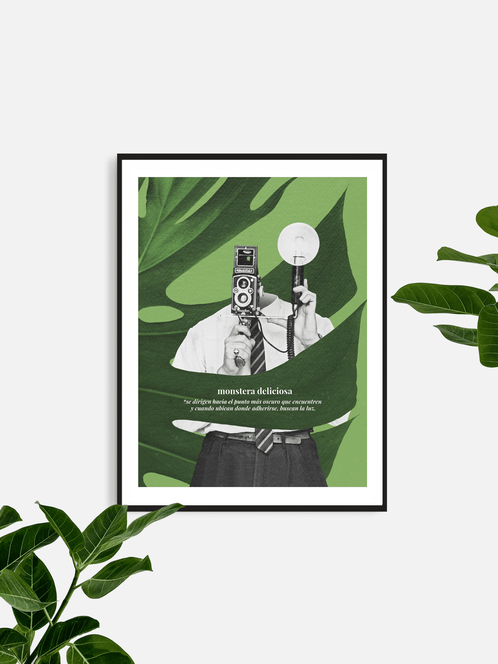 monstera deliciosa - 3