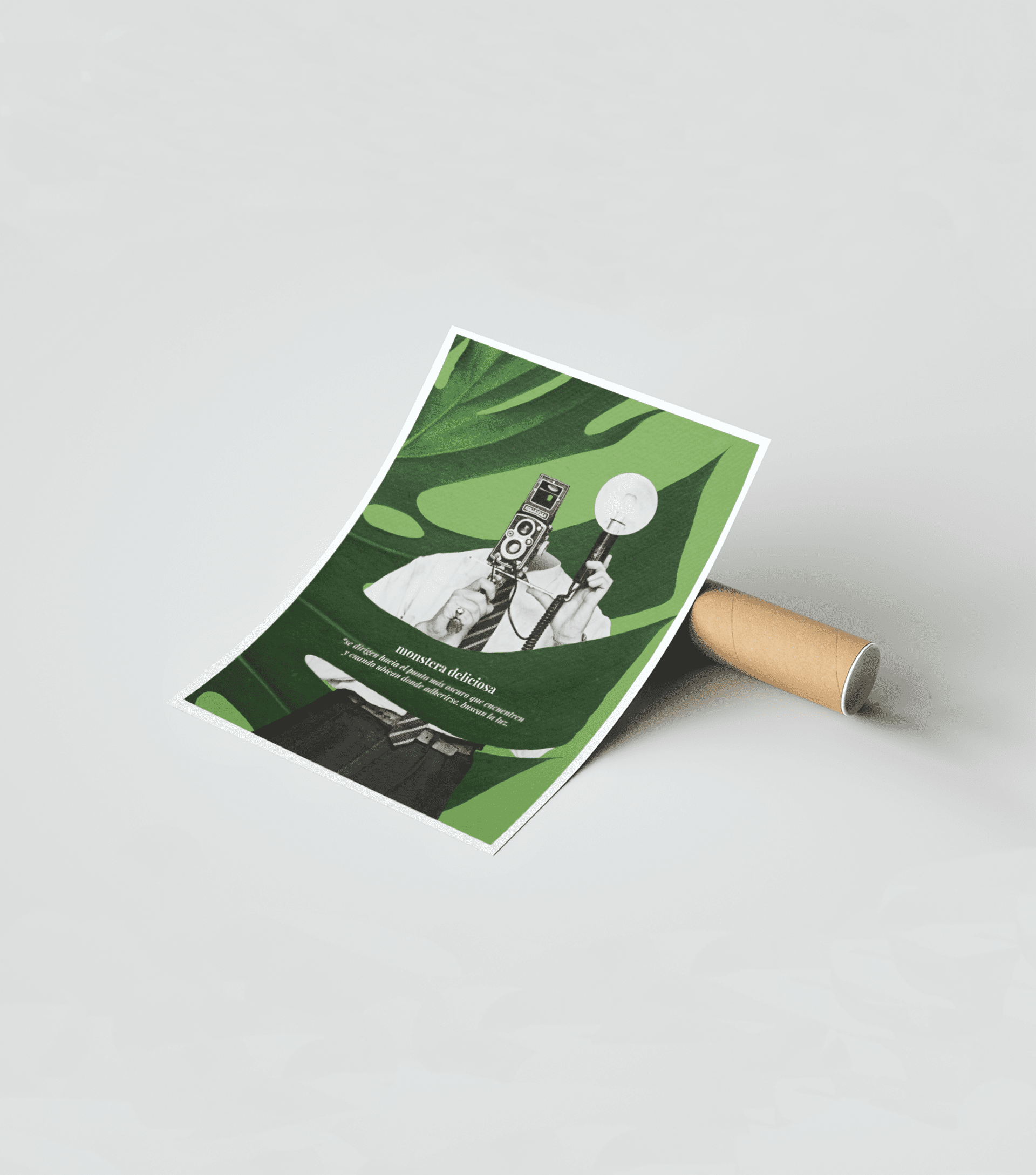 monstera deliciosa - 2