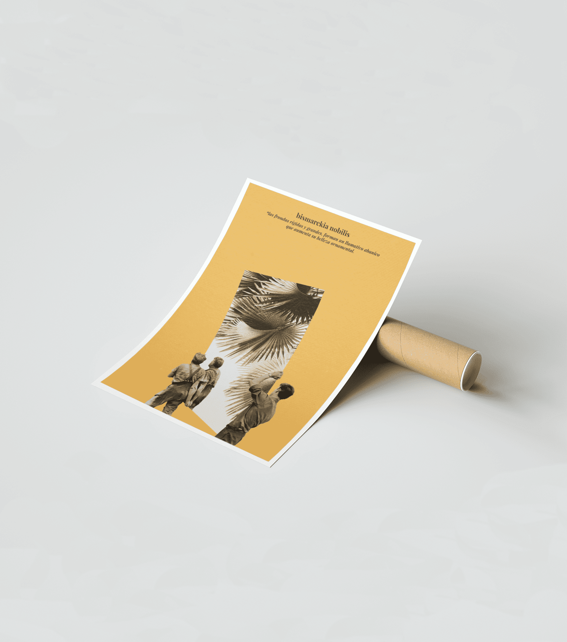 bismarckia nobilis - 3